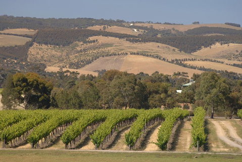 McLaren Vale And Glenelg Wine Tasting And Sightseeing (Half-day Afternoon) - Nambucca Heads Accommodation 2