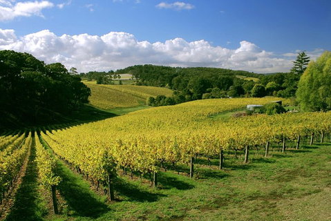 McLaren Vale And Glenelg Wine Tasting And Sightseeing (Half-day Afternoon) - Nambucca Heads Accommodation 4