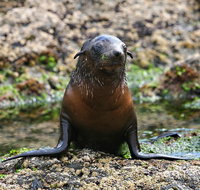 Phillip Island Seal-Watching Cruise - Nambucca Heads Accommodation