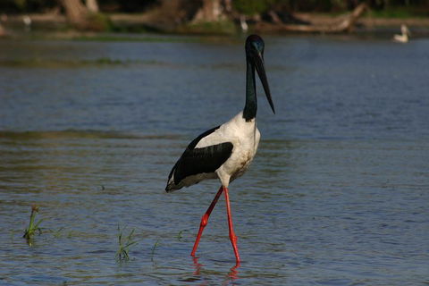 Litchfield And Jumping Crocodiles Full Day Trip From Darwin - Nambucca Heads Accommodation 1