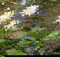 Yellow Water Cruise - Kakadu - Nambucca Heads Accommodation