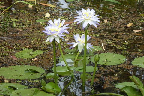 Yellow Water Cruise - Kakadu - Nambucca Heads Accommodation 0