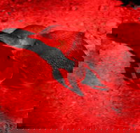 Small-Group Kangaroo Island 4WD Night Tour - Nambucca Heads Accommodation