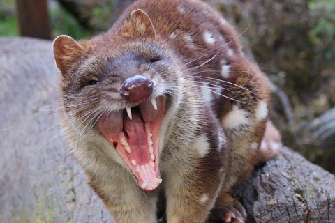 After Dark Tasmanian Devil Feeding Tour At Cradle Mountain - Nambucca Heads Accommodation 0
