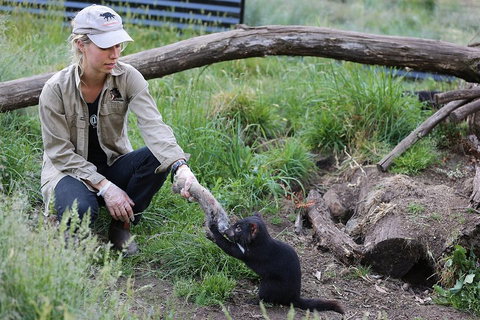 After Dark Tasmanian Devil Feeding Tour At Cradle Mountain - Nambucca Heads Accommodation 1