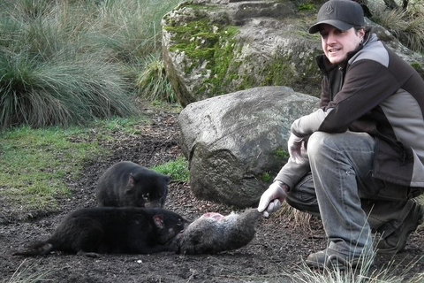 After Dark Tasmanian Devil Feeding Tour At Cradle Mountain - Nambucca Heads Accommodation 2