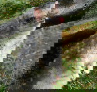 1-Hour Tasmanian Devil Feeding Day Tour at Cradle Mountain - Nambucca Heads Accommodation