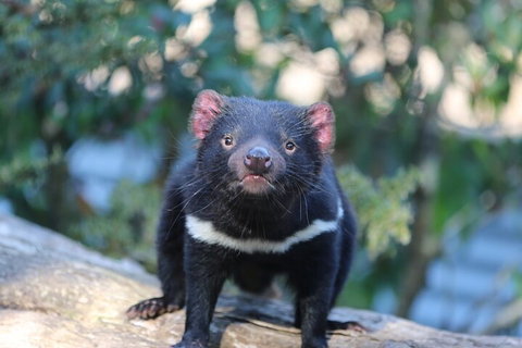 1-Hour Tasmanian Devil Feeding Day Tour At Cradle Mountain - Nambucca Heads Accommodation 1