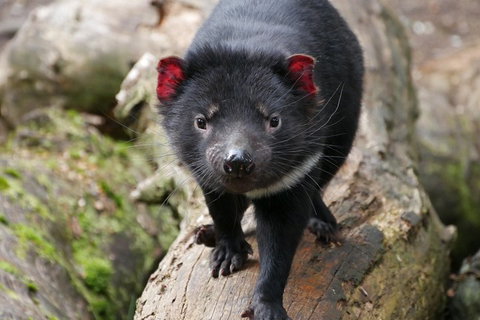 1-Hour Tasmanian Devil Feeding Day Tour At Cradle Mountain - Nambucca Heads Accommodation 4