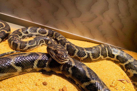 Pinnacles Desert (Private) Day Tour - Nambucca Heads Accommodation 1