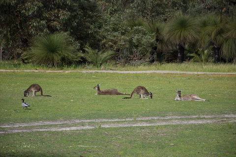 Yanchep & Lancelin - Wildlife, Cave And Sands - Nambucca Heads Accommodation 0