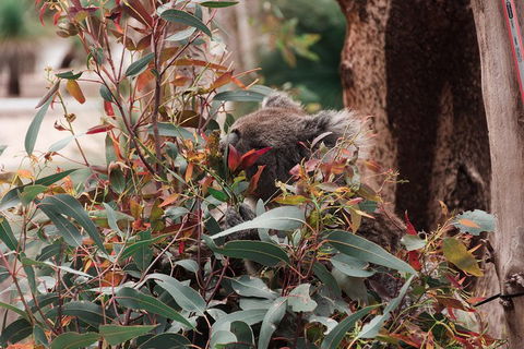 Yanchep & Lancelin - Wildlife, Cave And Sands - Nambucca Heads Accommodation 1