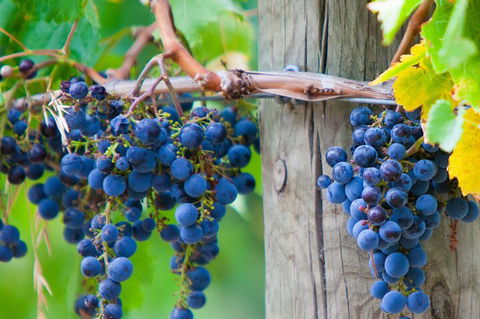 Yarra Valley, Dandenong Ranges Inc. Lunch With Wine,plus Morning Tea,chocolate - Nambucca Heads Accommodation 0