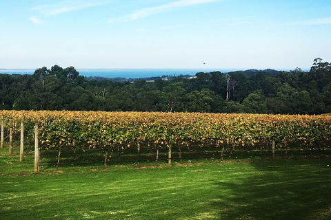 Yarra Valley Wine Tour Inc Lunch With A Glass Of Wine, Tastings And Chocolate - Nambucca Heads Accommodation 2