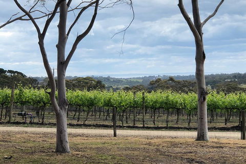Yarra Valley Wine Tour Inc Lunch With A Glass Of Wine, Tastings And Chocolate - Nambucca Heads Accommodation 3