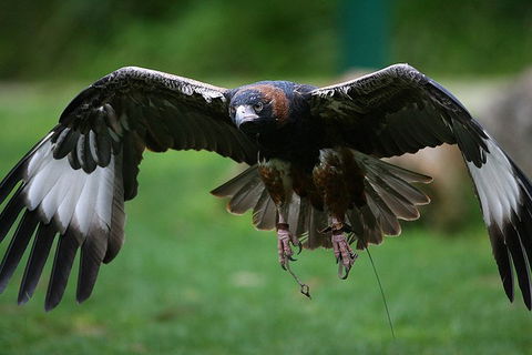 Yarra Valley Wildlife & Wine Day Tour From Melbourne With Healesville Sanctuary - Nambucca Heads Accommodation 1