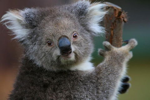 Yarra Valley Wildlife & Wine Day Tour From Melbourne With Healesville Sanctuary - Nambucca Heads Accommodation 2