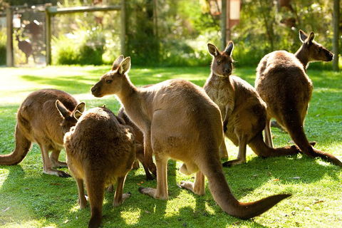 Yarra Valley Wildlife & Wine Day Tour From Melbourne With Healesville Sanctuary - Nambucca Heads Accommodation 4