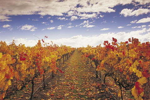 Yarra Valley Wildlife & Wine Day Tour From Melbourne With Healesville Sanctuary - Nambucca Heads Accommodation 5