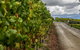 Yarra Valley Public Winery Tours - thumb 2