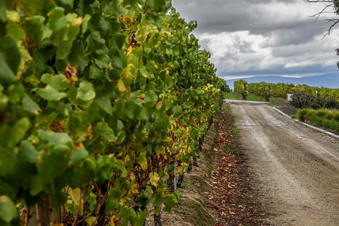 Yarra Valley Public Winery Tours - Nambucca Heads Accommodation 2