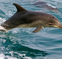 1.5HR Mudjimba Island Wildlife Safari - Nambucca Heads Accommodation