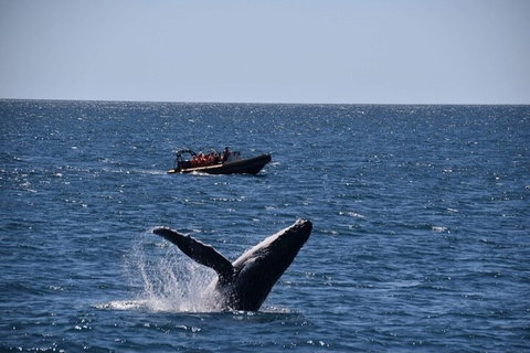 Adventure Whale Watching Tour Mooloolaba - Nambucca Heads Accommodation 1