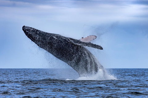 Adventure Whale Watching Tour Mooloolaba - Nambucca Heads Accommodation 2