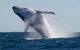 Adventure Whale Watching Tour Mooloolaba - thumb 5