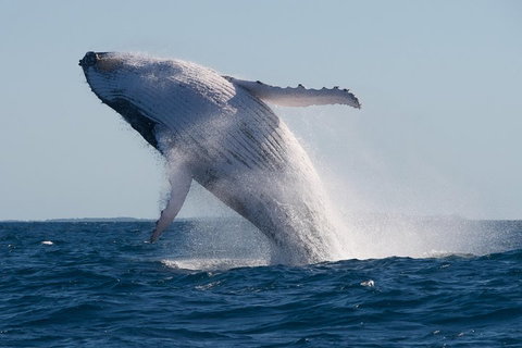 Adventure Whale Watching Tour Mooloolaba - Nambucca Heads Accommodation 5