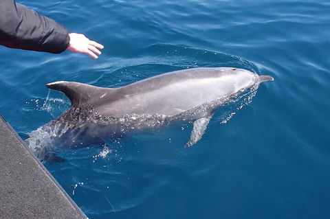 Noosa Wild Dolphin Safari - Nambucca Heads Accommodation 2