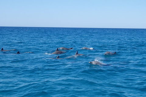 Noosa Wild Dolphin Safari - Nambucca Heads Accommodation 3