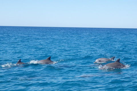 Noosa Wild Dolphin Safari - Nambucca Heads Accommodation 5