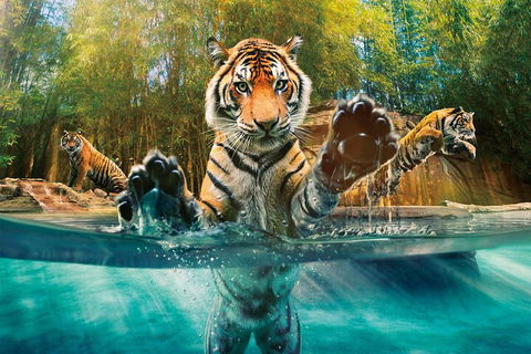Croc Express To Australia Zoo From Gold Coast - Nambucca Heads Accommodation 3