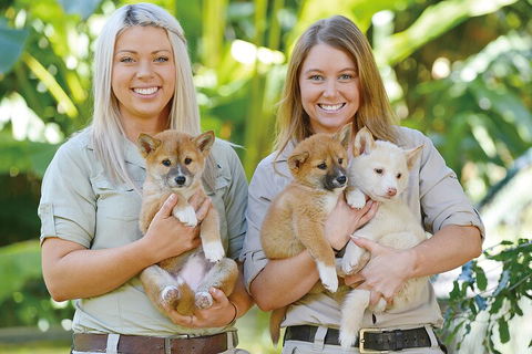 Croc Express To Australia Zoo From Gold Coast - Nambucca Heads Accommodation 4