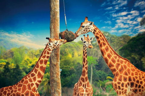 Croc Express To Australia Zoo From Gold Coast - Nambucca Heads Accommodation 5