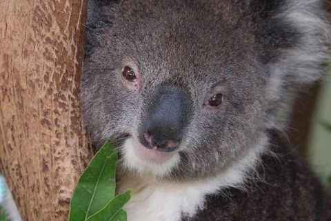 All Inclusive Blue Mountains Small-Group Day Trip From Sydney - Nambucca Heads Accommodation 1