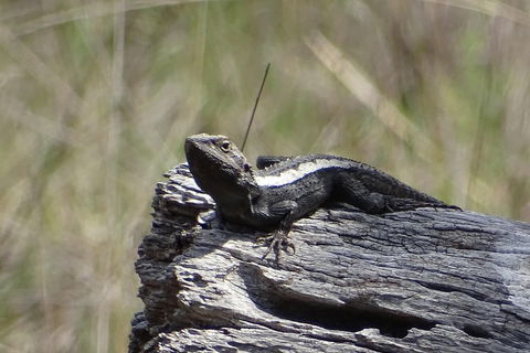 Inside The Greater Blue Mountains World Heritage - A Private Wildlife Safari Overnight - Nambucca Heads Accommodation 2