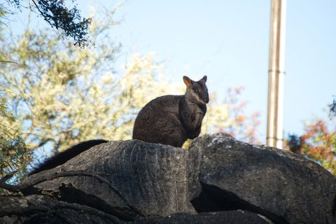 The Explorers' Discovery Tour - Gold, Wine & Wildlife - Nambucca Heads Accommodation 4