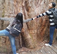 Mt Field National Park Active Day-Trip Including Bonorong and Mt Wellington - Nambucca Heads Accommodation