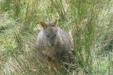 Leven Canyon Day Trip Including Wings Wildlife Park Or Gunns Plains Caves - Nambucca Heads Accommodation 3