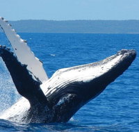 Mooloolaba Whale Watching Tour - Nambucca Heads Accommodation