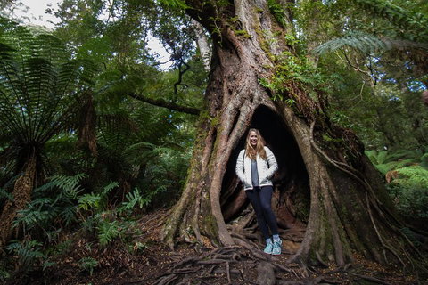 Great Ocean Road Small-Group Ecotour From Melbourne - Nambucca Heads Accommodation 4