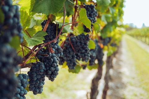 Yarra Valley 2-6 Guests With Lunch And Gin Tasting At Four Pillars - Nambucca Heads Accommodation 1