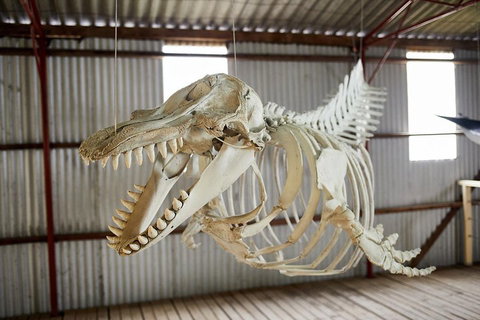 Albany's Whale Story - Nambucca Heads Accommodation 3