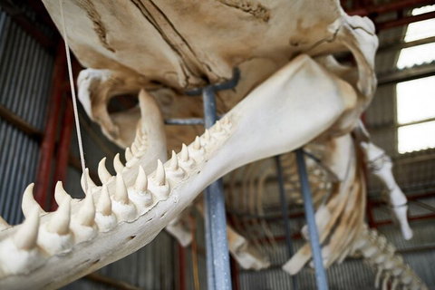 Albany's Whale Story - Nambucca Heads Accommodation 5