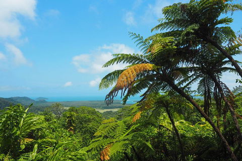 Cape Tribulation, Daintree Rainforest And Wildlife Tour - Nambucca Heads Accommodation 3