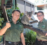 Virtual Interactive Australian Wildlife Tour With Private Guide-Wildlife Habitat - Nambucca Heads Accommodation