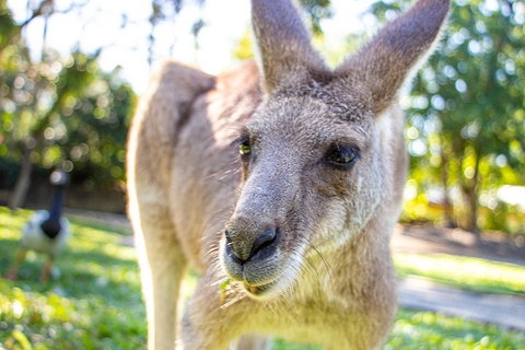 Virtual Interactive Australian Wildlife Tour With Private Guide-Wildlife Habitat - Nambucca Heads Accommodation 2
