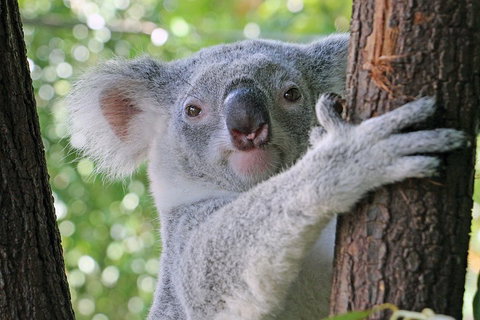 Virtual Interactive Australian Wildlife Tour With Private Guide-Wildlife Habitat - Nambucca Heads Accommodation 3